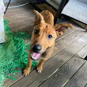 Meet your Posher, Kidus